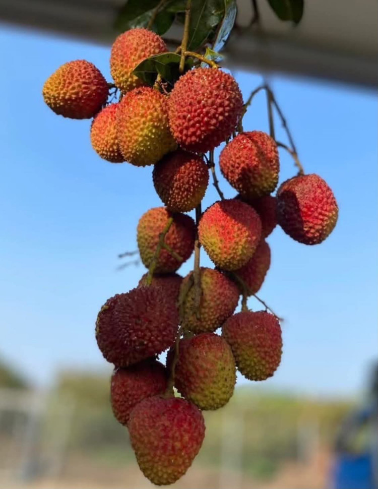 🍒大樹・極品玉荷包 (免運費)