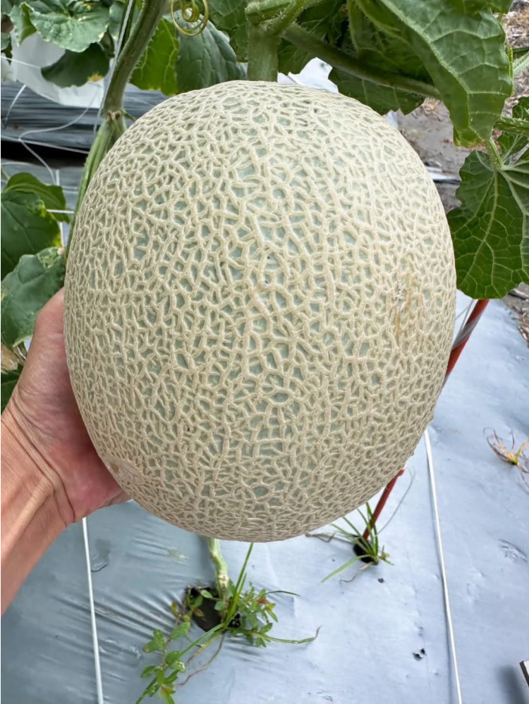 夢幻日本美華洋香瓜   (免運費)